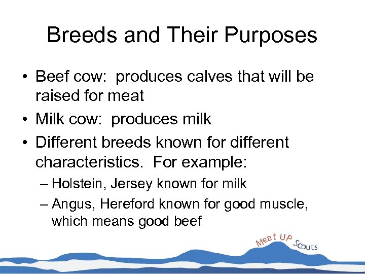 Breeds and Their Purposes • Beef cow: produces calves that will be raised for