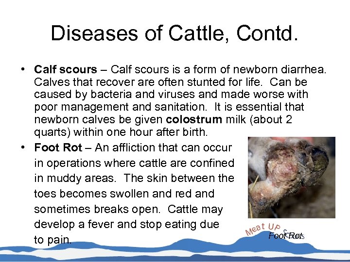 Diseases of Cattle, Contd. • Calf scours – Calf scours is a form of