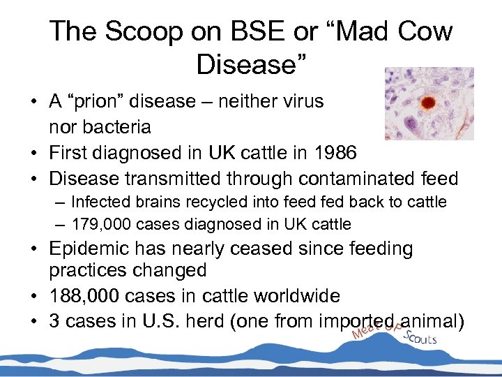 The Scoop on BSE or “Mad Cow Disease” • A “prion” disease – neither