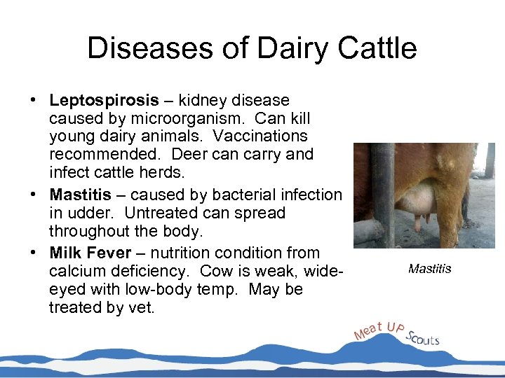 Diseases of Dairy Cattle • Leptospirosis – kidney disease caused by microorganism. Can kill