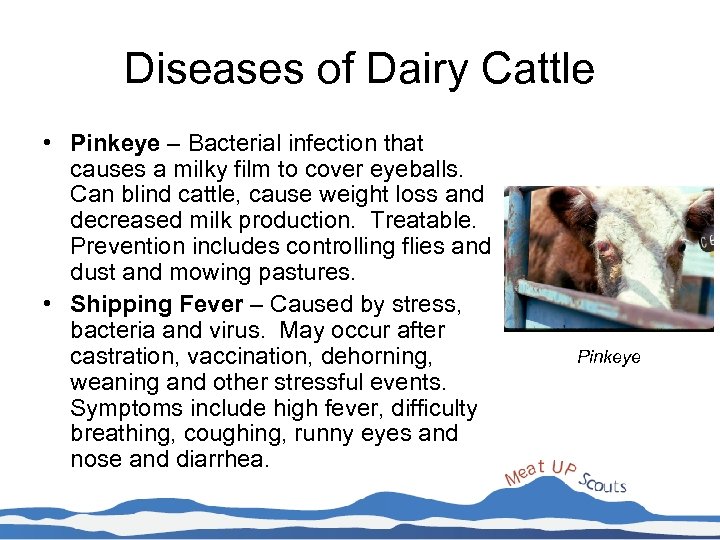 Diseases of Dairy Cattle • Pinkeye – Bacterial infection that causes a milky film