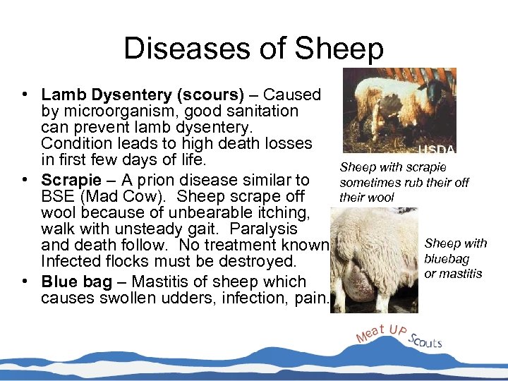 Diseases of Sheep • Lamb Dysentery (scours) – Caused by microorganism, good sanitation can