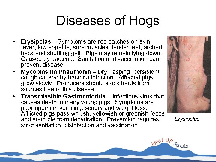 Diseases of Hogs • Erysipelas – Symptoms are red patches on skin, fever, low