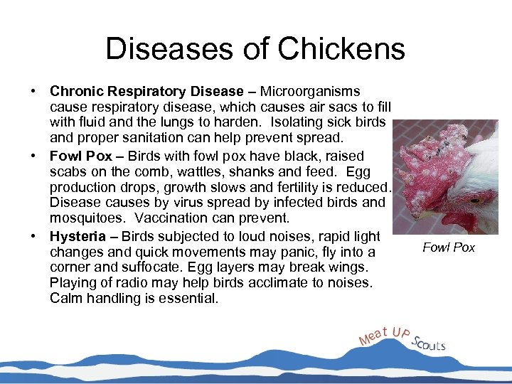 Diseases of Chickens • Chronic Respiratory Disease – Microorganisms cause respiratory disease, which causes