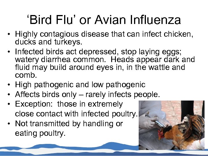 ‘Bird Flu’ or Avian Influenza • Highly contagious disease that can infect chicken, ducks
