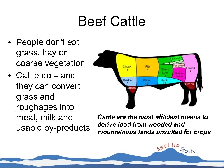 Beef Cattle • People don’t eat grass, hay or coarse vegetation • Cattle do