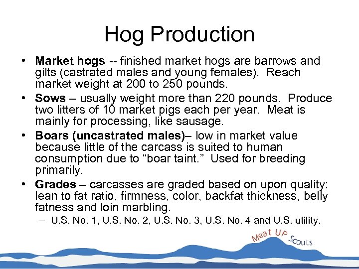 Hog Production • Market hogs -- finished market hogs are barrows and gilts (castrated