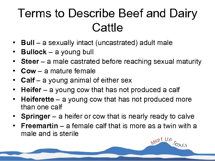 Terms to Describe Beef and Dairy Cattle • • Bull – a sexually intact