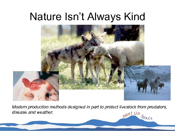 Nature Isn’t Always Kind Modern production methods designed in part to protect livestock from