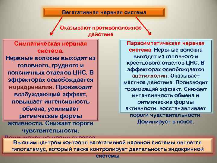 Вегетативная нервная система Оказывают противоположное действие Симпатическая нервная система. Нервные волокна выходят из головного,