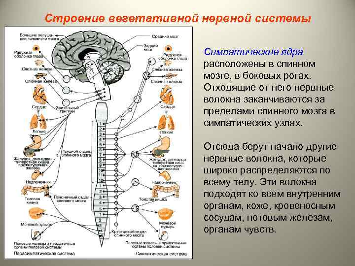 Строение вегетативной нервной системы Симпатические ядра расположены в спинном мозге, в боковых рогах. Отходящие