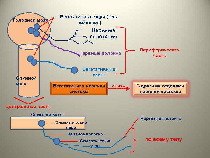 Головной мозг Вегетативные ядра (тела нейронов) Нервные сплетения Нервные волокна Спинной мозг Периферическая часть