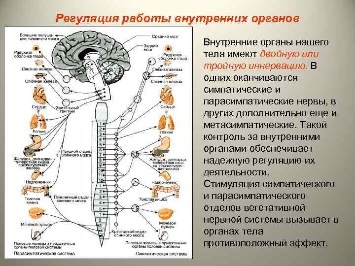 Регуляция работы внутренних органов Внутренние органы нашего тела имеют двойную или тройную иннервацию. В