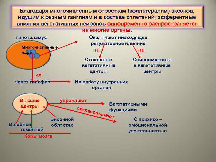 Благодаря многочисленным отросткам (коллатералям) аксонов, идущим к разным ганглиям и в составе сплетений, эфферентные