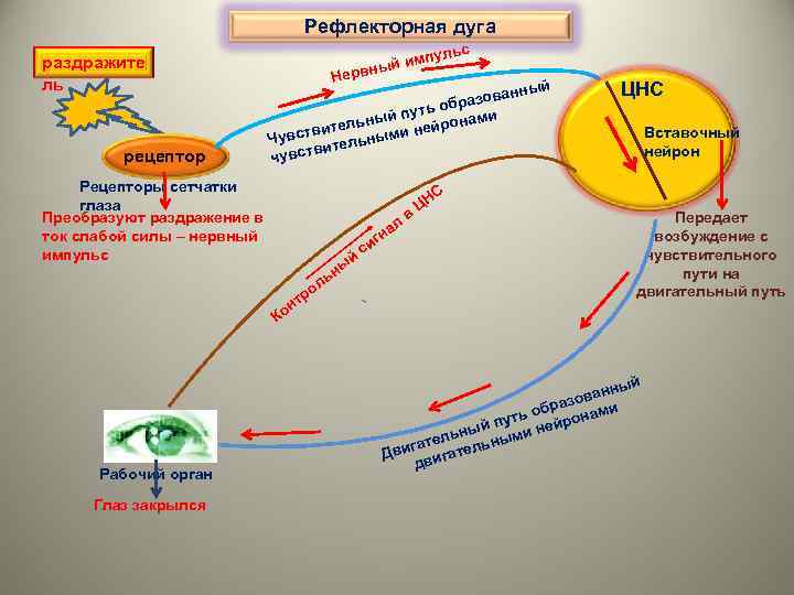 Рефлекторная дуга раздражите ль рецептор й имп рвны Не ульс ный н азова ь