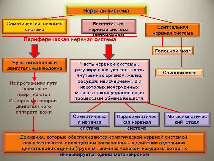 Нервная система Соматическая нервная система Вегетативная нервная система (автономная) Центральная нервная система Периферическая нервная