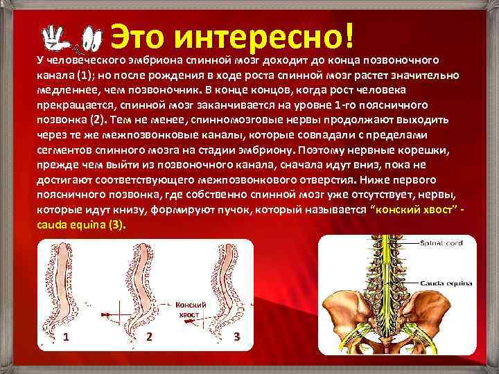 Отек костного мозга позвоночника поясничного отдела что. Строение костного мозга позвоночника. Спинной мозг.