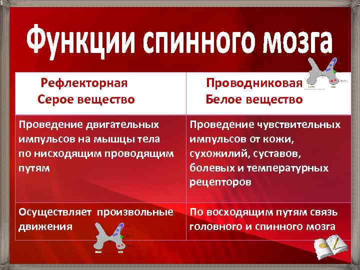Рефлекторная Серое вещество Проводниковая Белое вещество Проведение двигательных импульсов на мышцы тела по нисходящим