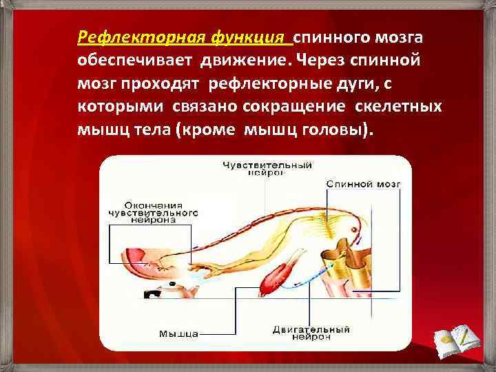 Рефлекторная функция спинного мозга обеспечивает движение. Через спинной мозг проходят рефлекторные дуги, с которыми