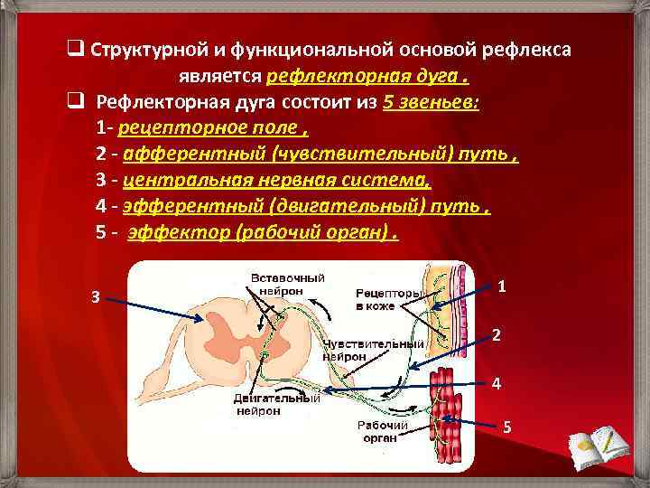 Местные рефлекторные дуги. Афферентные пути и чувствительные зоны коры. Транзиторные рефлексам относятся.