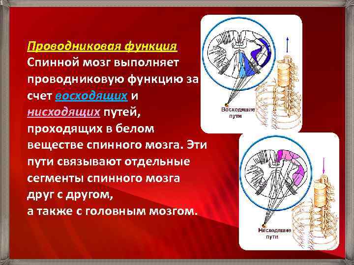 Проводниковая функция Спинной мозг выполняет проводниковую функцию за счет восходящих и нисходящих путей, проходящих