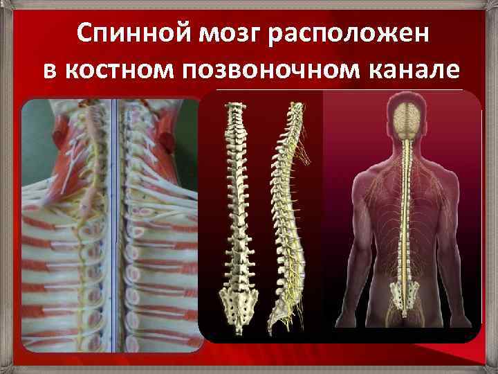 Спинной мозг расположен в костном позвоночном канале 