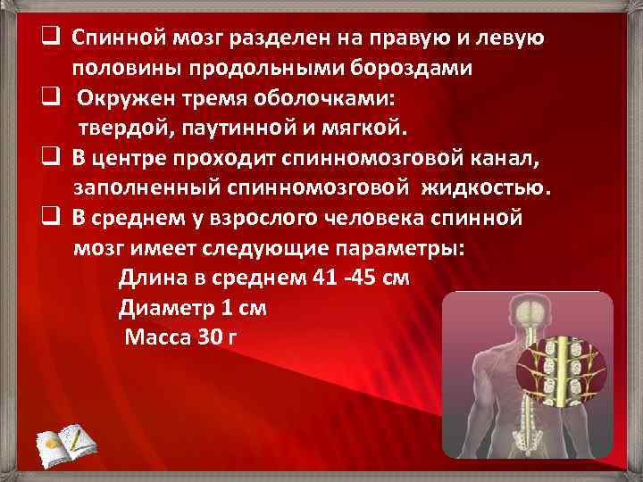 q Спинной мозг разделен на правую и левую половины продольными бороздами q Окружен тремя