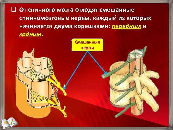 q От спинного мозга отходят смешанные спинномозговые нервы, каждый из которых начинается двумя корешками: