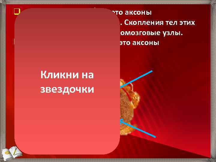 q Задние корешки – это аксоны чувствительных нейронов. Скопления тел этих нейронов образуют спинномозговые