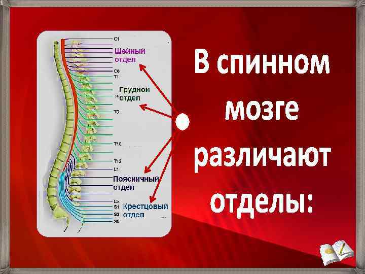 Кабель канал позвоночник. Рисунок 123 спинной мозг в позвоночном канале. Спинной мозг в разрезе фото. Спинной мозг вывод. Спинной мозг внутри.