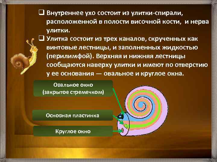 q Внутреннее ухо состоит из улитки спирали, расположенной в полости височной кости, и нерва