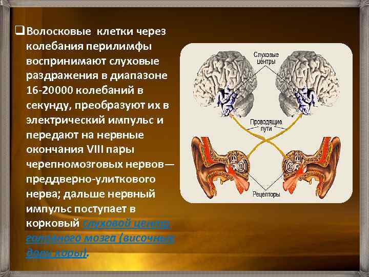 q. Волосковые клетки через колебания перилимфы воспринимают слуховые раздражения в диапазоне 16 20000 колебаний