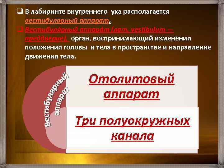 q В лабиринте внутреннего уха располагается вестибулярный аппарат. q Вестибуля рный аппара т (лат.