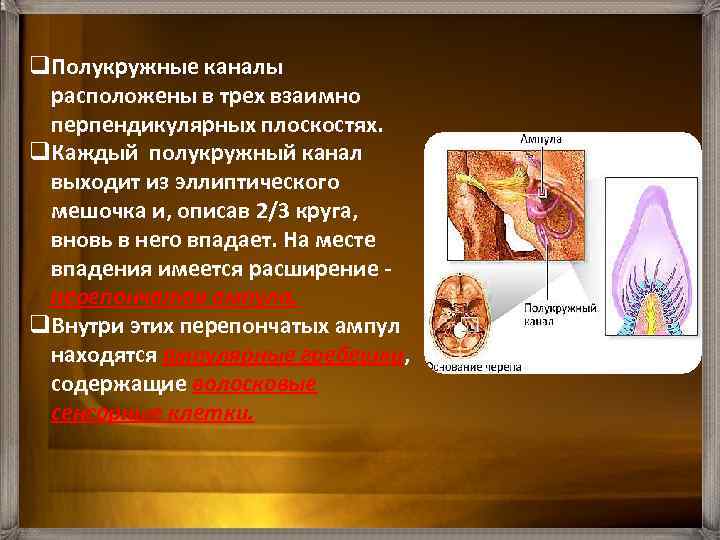 q. Полукружные каналы расположены в трех взаимно перпендикулярных плоскостях. q. Каждый полукружный канал выходит