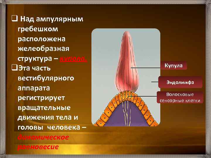 Схема строения ампулярного гребешка