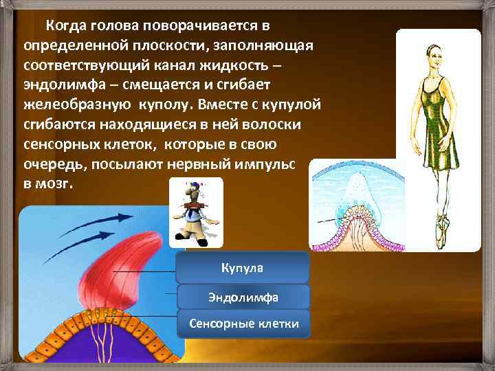  Когда голова поворачивается в определенной плоскости, заполняющая соответствующий канал жидкость – эндолимфа –