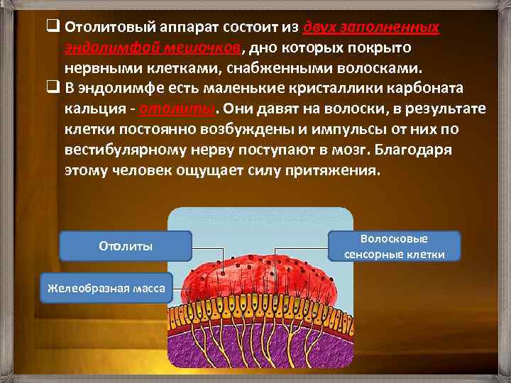 q Отолитовый аппарат состоит из двух заполненных эндолимфой мешочков, дно которых покрыто нервными клетками,