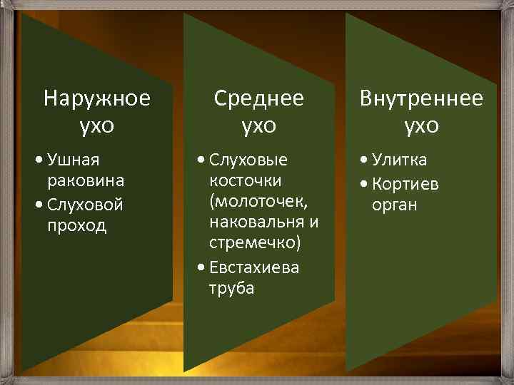 Наружное ухо • Ушная раковина • Слуховой проход Среднее ухо • Слуховые косточки (молоточек,