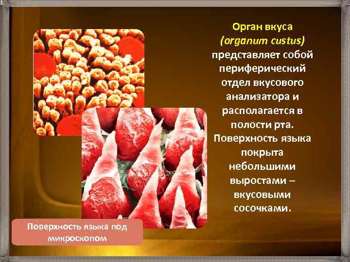 Орган вкуса (organum custus) представляет собой периферический отдел вкусового анализатора и располагается в полости