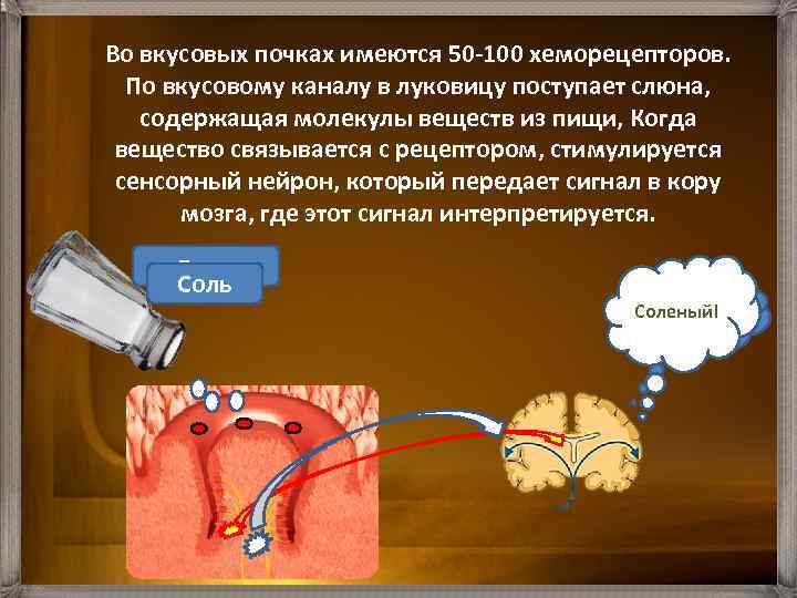 Во вкусовых почках имеются 50 100 хеморецепторов. По вкусовому каналу в луковицу поступает слюна,