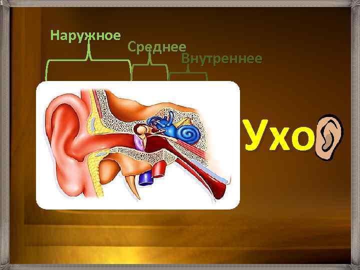 Презентация наружное ухо