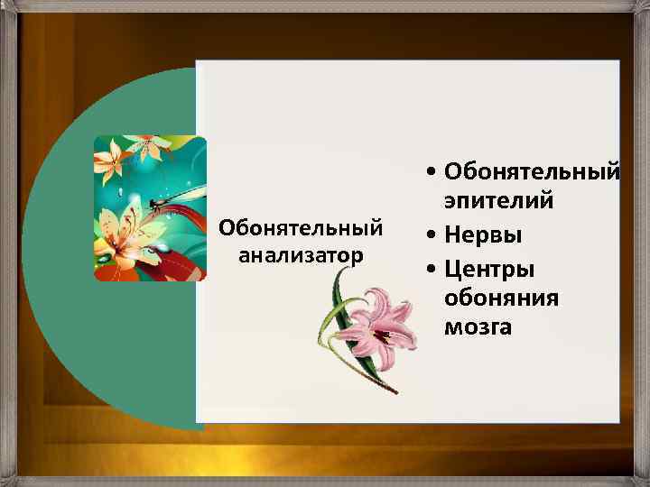 Обонятельный анализатор • Обонятельный эпителий • Нервы • Центры обоняния мозга 