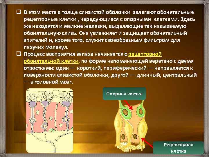 q В этом месте в толще слизистой оболочки залегают обонятельные рецепторные клетки , чередующиеся