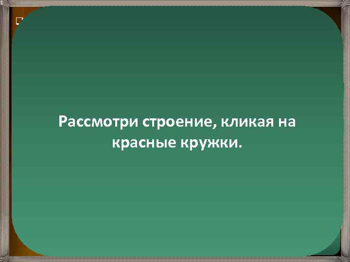 q Периферические отростки имеют на конце утолщение в виде булавы с 10— 12 тонкими