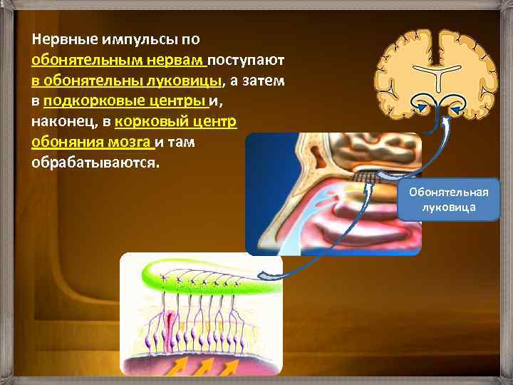 Нервные импульсы преобразуются в картину внешнего мира в