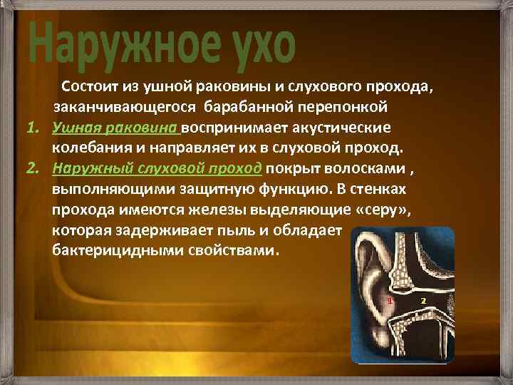  Состоит из ушной раковины и слухового прохода, заканчивающегося барабанной перепонкой 1. Ушная раковина