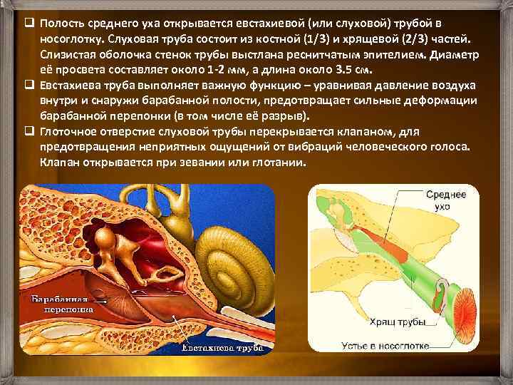 q Полость среднего уха открывается евстахиевой (или слуховой) трубой в носоглотку. Слуховая труба состоит