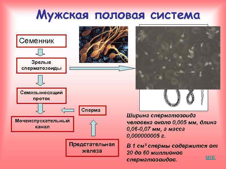 Мужская половая система Семенник Зрелые сперматозоиды Семявыносящий проток Сперма Мочеиспускательный канал Предстательная железа Ширина