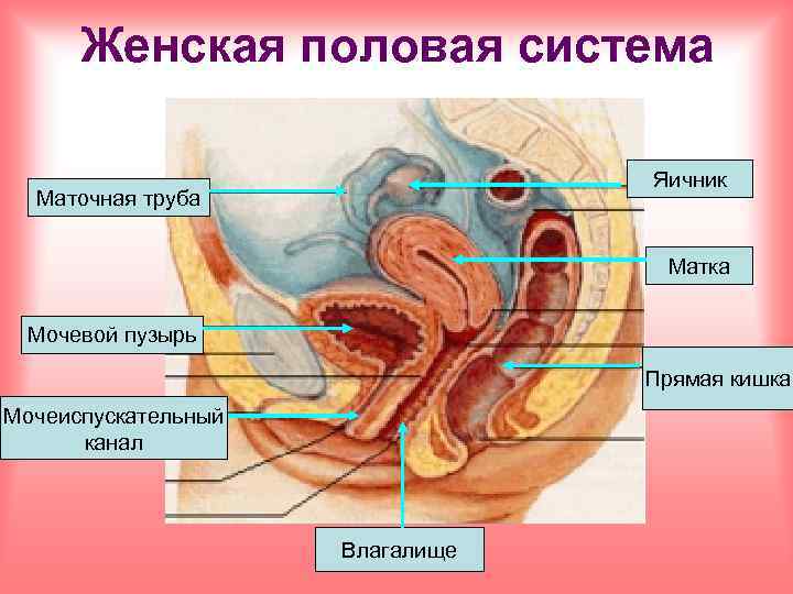 Женская половая система Яичник Маточная труба Матка Мочевой пузырь Прямая кишка Мочеиспускательный канал Влагалище