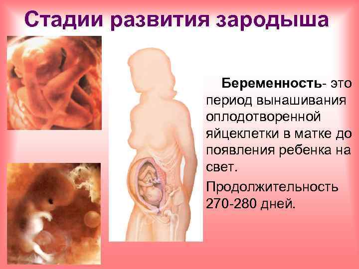 Стадии развития зародыша Беременность- это период вынашивания оплодотворенной яйцеклетки в матке до появления ребенка